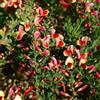 le Georgiche Vivai le Georgiche - Pianta vera di Cytisus scoparius Goldfinch Citiso, Ginestra dei carbonai - vaso Ø 15 cm - altezza alla vendita 30-40 cm