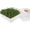 Reptiles-Planet Reptiles Planet - Repti Serre - Mini serra di germinazione per nutrire tartarughe terrestri e rettili erbivori