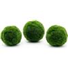 Generico Kit 3 Alga Marimo Gigante 5-7 cm (Cladophora Aegagropila) - Alga a Palla, Sfera di Muschio Giapponese per Acquario e Casa, Pianta Viva Portafortuna a Bassa Manutenzione. Anche per principianti.
