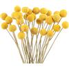 Songjum 32 palline di fiori secchi dorati, bouquet di fiori secchi di Craspedia Globosa, decorazioni per fai da te, ghirlande, decorazioni per la casa, decorazione per torte, matrimoni, feste, centrotavola