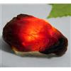 43.90 CT Naturale Miele Ambra Baltica Non Trattato Esemplare Certificato Grezzo