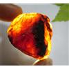 55 CT Naturale Miele Ambra Baltica Non Trattato Esemplare Certificato Grezzo