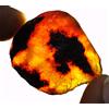 50 CT Naturale Miele Ambra Baltica Non Trattato Esemplare Certificato Grezzo