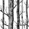 cherrypop nero betulla albero carta da parati per camera da letto design moderno soggiorno carta da parati rotolo rustico bosco bosco sfondi