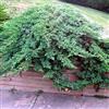 le Georgiche Vivai le Georgiche - Pianta vera di Juniperus procumbens Nana Ginepro - vaso Ø 18 cm