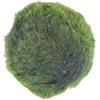 eGarden.store Pianta di Marimo Pianta di Cladophora Aegagropila pianta da interno Alga ornamentale pianta acquatica pianta da arredo pianta vera di Marimo venduta da eGarden.store (Marimo Singolo)