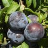 Vivai Decandia Giovanni PIANTA DA FRUTTO SUSINO BLACK AMBER in vaso 20 età 2/3 anni