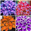 XCDHNV Hosta - Perenne resistente/Colori vivaci/Ideale per giardini e balconi/Perfetta per principianti-4Rizomi-B