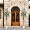 Garvee Set di 2 Alberi di Ulivo Artificiali 182,88 cm, Ulivo Finto con Tronco in Vero Legno e Frutti Realistici, Pianta Artificiale Alta da Interno con Vaso Bianco, Decorazione per Casa e Ufficio