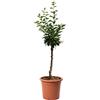 KENTIS - Susino Nano - Prunus domestica - Piante Vere da Esterno - Alberello da Frutto da Giardino - Vaso Ø 24 cm