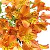 Generic alstroemeria decorazioni per il soggiorno con in vaso alstroemeria di esotici perenni rampicanti biologiche, primaverili resistenti in vaso 85semi