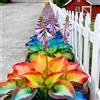 DSFERJHU Resistenti al freddo e alla siccità&Adatte per la decorazione di giardini e balconi/Hostas/Rizoma Hosta/Hosta resistenti-4 Rhizome-F