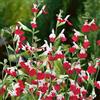 GardenersDream Salvia Hot Lips - Vivace fiorita profumata e vibrante - Pianta da giardino in vaso