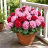 Aisamco 6 Fiori Geranio Seta Esterno UV Resistente | Piante finte, Giardino casa, Fioriera finestra, Cortile tavolo