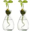 Wapasezyar Confezione da 2 vasi di avviamento per semi di avocado - Per gli amanti delle piante, decorazione per la scrivania di casa, piante acquatiche o fiori