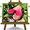 EURO PLANTS VIVAI Pesco Pesche a Polpa Rossa Sanguinella Età 2 Anni | Vaso 20 cm Altezza 150~170 cm