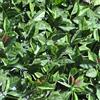 TENAX Divy 3D Plus Photinia, Siepe Sintetica 1,00x3m Foglie Tipo Fotinia su Rete di Plastica