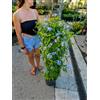 POWERS TO FLOWERS - PLUMBAGO COLONNA 120CM, OFFERTA ULTIMI 10 PEZZI, piante vere