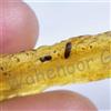 19.00 CT Naturale Tanzania Ambra Fossil Insetto Inclusione FACET Certificato