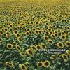 Echo & the Bunnymen Me I'm All Smiles (CD) Album