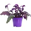 eGarden.store - Pianta vera di Gynura Aurantiaca o Pianta del Velluto - Altezza: 5 cm Diametro vaso: 7 cm - Foglie viola vellutate utilizzata come complemento di arredo per casa e l'ufficio