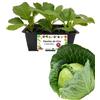 P. Piantine da Orto| Verza Invernale, Pianta da Orto o Balcone Pronta al Trapianto, Kit da 6 Piantine, Pianta Vera da Esterno, Vivaio Italiano