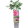 eGarden.store Pianta di Peonia Arborea o Paeonia Suffruticosa pianta da esterno fiori colori misti pianta ornamentale di Peonia Pianta vera venduta da eGarden.store (Rou Fu Rong - Rosa Bicolor v.12 cm)