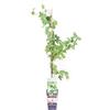 eGarden.store Pianta di Passiflora diverse varietà pianta rampicante ornamentale da esterno pianta vera venduta da eGarden.store (Passiflora Edulis)