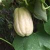 Generic chayote di interno d'appartamento di varietà antiche 65semi
