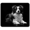 Destination Vinyl Ltd Tappetino per mouse rettangolare BW - Black Border Collie Farm Dog Puppy 23,5 x 19,6 cm (9,3 x 7,7 pollici) per computer e computer portatile, ufficio, idea regalo, base antiscivolo #42717