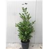 Vivaio Garden Forest Bosso Buxus Sempervirens, Vaso 20cm