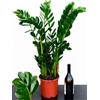 POWERS TO FLOWERS - ZAMIOCULCAS XXL, Vaso 21cm altezza 90/110cm