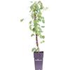 eGarden.store Pianta di Parthenocissus o Partenocisso Pianta di Vite Americana o Canadese pianta da esterno pianta rampicante pianta vera venduta da eGarden.store (Veitch Boskoop)