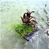 Giardini d'Acqua ISOLA GALLEGGIANTE CON PIANTE OSSIGENANTI PURIFICANTI MISTE PER LAGHETTO ORNAMENTALE ANCHE CON PESCI