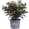 eGarden.store Pianta di Solanum Pseudocapsicum o Ciliegio di Gerusalemme pianta ornamentale da esterno pianta decorativa vera venduta da eGarden.store (Vaso 10 cm)