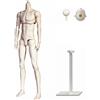 Corpo BJD 1/4 Idea Regalo Manichino Femminile Articolato per Artisti di Bambole