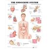 The Endocrine System Anatomical Chart (Poster)