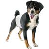 Camon 12 Pannolini a Fascia Elastica Medium Mis.2 Per Cani Maschi