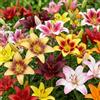 DUTCH BULBS EXCLUSIVE PLANTS FROM HOLLAN Bulbi Fiori Perenni da Esterno - Collezione Budget di Cipolle di Giglio