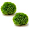 StaZamor Confezione da 2 palline di muschio Marimo vivo da 1, 46-1, 57 pollici, palline di muschio per acquario per la decorazione di acquari, piante acquatiche per Betta, acquario per gamberetti, verde