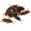 Snner 10 pezzi falsi scarafaggi di scarafaggi di plastica realistici insetti di scherzo giocattoli scherzi scarichi bug per sciocchi