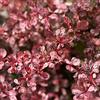 le Georgiche Vivai le Georgiche - Pianta vera di Berberis thunbergii Harlequin Berberis thunbergii f. atropurpurea 'Harlequin' Crespino giapponese 'Harlequin' - vaso Ø 18 cm