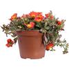 eGarden.store - Pianta di Portulaca diverse varietà e colore da scegliere - pianta con fioritura estiva da coltivare all'esterno (Portulaca Umbraticola Arancione)
