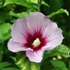 le Georgiche Vivai le Georgiche - Pianta vera di Hibiscus syriacus Hamabo Ibisco, Rosa di Sharon - vaso Ø 17 cm - altezza alla vendita 30-40 cm