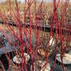 le Georgiche Vivai le Georgiche - Pianta vera di Cornus sanguinea Midwinter Fire - vaso Ø 18 cm