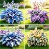 DSFERJHU Resistenti al freddo e alla siccità&Adatte per la decorazione di giardini e balconi/Hostas/Rizoma Hosta/Hosta resistenti-8 Rhizome-A
