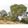 Generico 80 Semi di Pinus halepensis (Pino d'Aleppo o Pino Carrasco) - Conifera Sempreverde Resistente alla Siccità - Ideale per Riforestazione e Giardino Mediterraneo