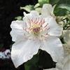 ClematisOnline Clematide Destiny (Pianta rampicante) - Vaso 1,5 litro (Pianta rampicante - Clematis - Pianta adulta) - Muri e recinzioni, Pergola, Balconi e terrazze | ClematisOnline