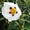 le Georgiche Vivai le Georgiche - Pianta vera di Cistus x purpureus Alan Fradd sin. Cistus x purpureus 'Albus' Cisto - vaso Ø 18 cm