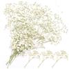 poraceous 100 Pezzi Gypsophila Essiccata, Bianchi Naturali Fiori Secchi Decorativi Piccoli, Gypsophila Fiori, Mini Fiori Bianchi di Gypsophilas Secchi, Piccoli Fiori Pressati per DIY